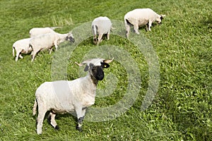 Swiss blacknose sheep