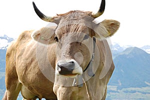 Swiss Brown Cattle 2