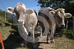 Swiss brown cattle on Gonzen meadow