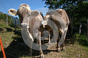 Swiss brown cattle on Gonzen meadow