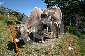 Swiss brown cattle on Gonzen meadow