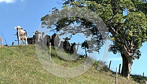 Swiss brown cattle sheltering under maple tree