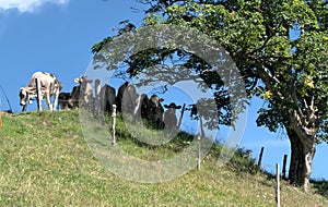 Swiss brown cattle sheltering under maple tree