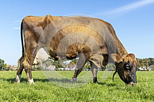 Swiss brown cow grazing in a pasture, full length grazing in a green field side view, full round pink udder and blue sky
