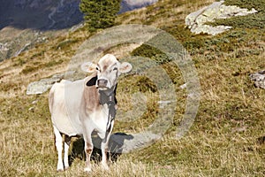 Swiss brown cow in the mountains