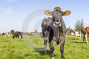 Swiss brown cow oncoming, approaching full length, blue sky, standing in the field