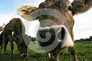 A swiss brown cow peering into the camera