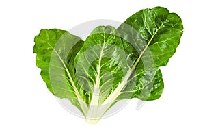 Swiss chard photo