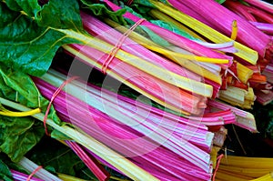 Swiss Chard photo