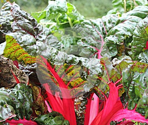 Swiss chard