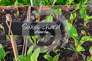 Swiss chard in backyard, Organic vegetables are grown in plots, fresh salad, healthy food