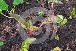 Swiss chard in backyard, Organic vegetables are grown in plots, fresh salad, healthy food