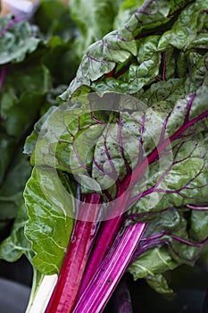 Swiss chard, beautiful green leaf with red stem