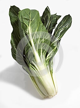 SWISS CHARD beta vulgaris, VEGETABLE AGAINST WHITE BACKGROUND