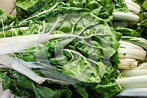 Swiss chard bunch raw and fresh