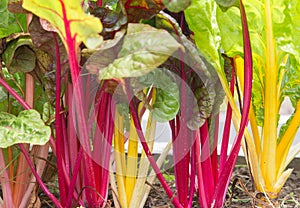 Swiss Chard