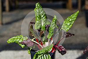 Swiss chard with colorful leaves