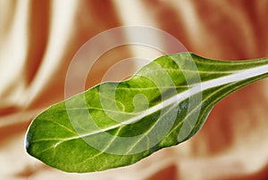 Swiss chard green leaf