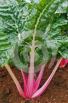 Swiss Chard, a green leafy vegetable mix of colored varieties in a plantation