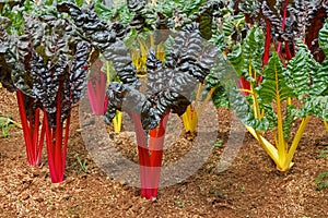 Swiss Chard, a green leafy vegetable mix of colored varieties in a plantation