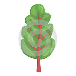 Swiss chard icon cartoon vector. Green food