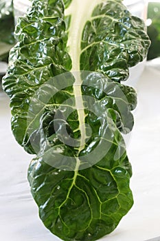 Swiss Chard Leaf