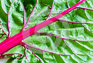 Swiss chard leaf