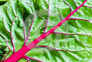 Swiss chard leaf