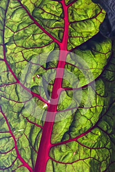 Swiss chard leaf detail