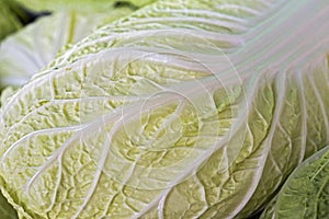 Swiss chard leaves closeup photo