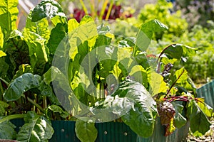 Swiss chard leaves grows on garden bed. Home organic farming concept