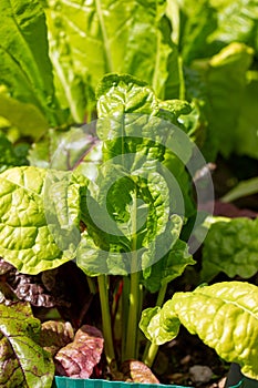 Swiss chard leaves grows on garden bed. Home organic farming concept