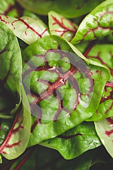 Swiss chard microgreens