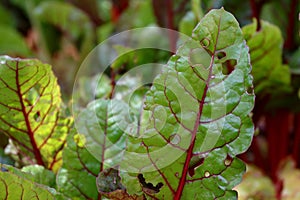 Swiss chard plant leaves partly eaten by pests