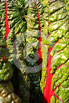 Swiss chard shortly