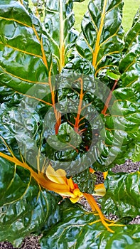 Swiss chard shortly before harvest