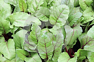 Swiss Chard Silverbeet vegetable