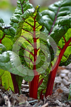 Swiss chard