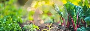 Swiss chard vegetable plant on the garden bed. Close up. Copy space for text. Blurred background. Banner slider template