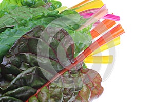 Swiss chard in a white background