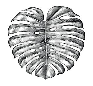 Swiss cheese leaf hand drawing vintage style black and white clip art isolated on white background,Tropical plant leaf drawing by