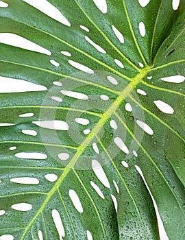 Swiss cheese plant monstera deliciosa large green leaf closeup