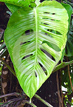 Swiss Cheese Plant - Monstera Deliciosa - Large Perforated Green Leaf