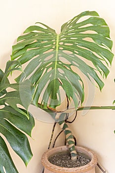 Swiss cheese or split leaf philodendron tropical plant closeup