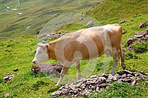 Swiss cow