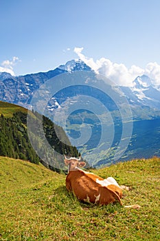 Swiss cow