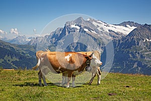 Swiss cow