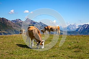 Swiss cow