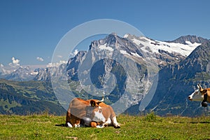 Swiss cow