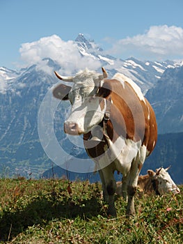 Swiss cow